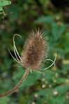 Teasel